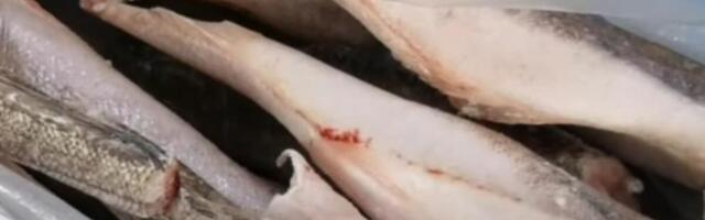 Da li ste se ikada zapitali zašto se oslić uvek prodaje bez glave? Razlog će vas zaprepastiti