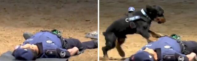 Snimak koji je oduševio svet: Policijski pas Pončo iz Madrida izvodi CPR na kolegi, proverava i disanje