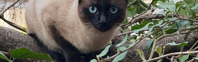 Neuhvatljiva i nepoverljiva "zloćka": Šta da radite ako na ulici ugledate izgubljenu SIJAMSKU MAČKU