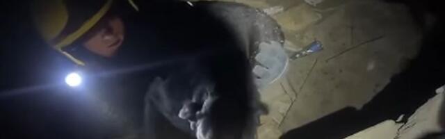 VIDEO: Novosadski vatrogasci spasili psa iz rupe u katakombama Petrovaradinske tvrđave