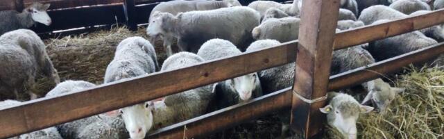 Čopor pasa lutalica napravio pustoš na imanju kod Bijelog Polja