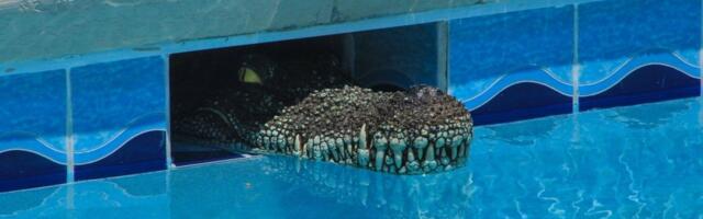 Jeziva smrt preduzetnika: Krokodil ga progutao u sekundi, policajci zanemeli kad su mu otvorili stomak! (VIDEO)