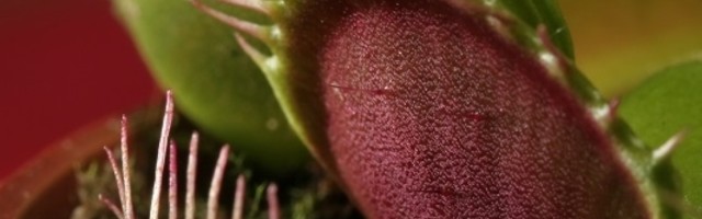 Stručnjaci sada znaju kako biljni svet koristi magnetne signale za komunikaciju ili za upozorenje o obolenju