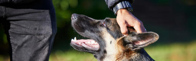 STO PASA SPALJENO U POŽARU! Vatrena stihija progutala uzgajivačnicu