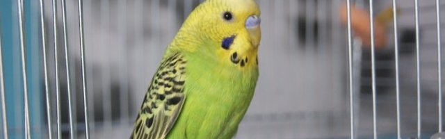 PAMETNA PTICA! Sama brine o sebi! (Video)