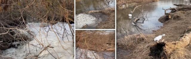 KATASTROFA Masovni pomor riba i čaplji na Bari Reva (FOTO, VIDEO)