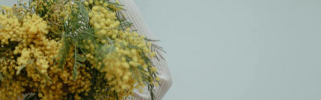 ​Почео 57. Празник мимозе у Херцег Новом