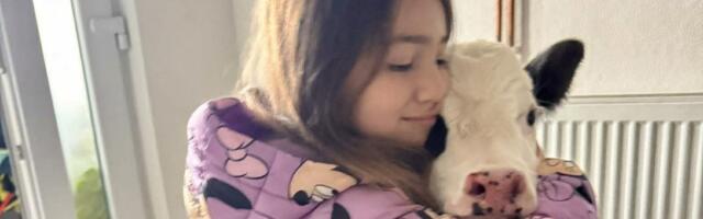 Šta rade ovo: U kući deca, a sa decom i tele, ali pravo