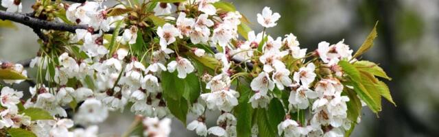 Malo dvorište može da bude pravi mali voćnjak: 9 voćki koje uspevaju i u skučenom prostoru