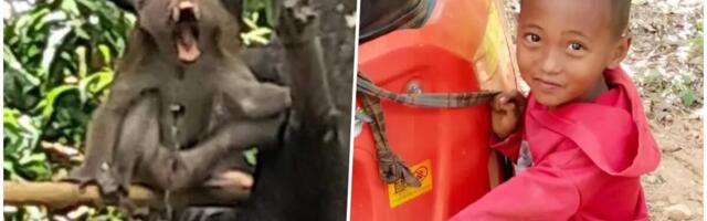 KUĆNI MAKAKI MAJMUN UBIO SEDMOGODIŠNJEG DEČAKA! Izujedao ga, zario mu OGROMNE OČNJAKE u grudi, deda mališana proklinje dan kada ga je uzeo za ljubimca! (FOTO)