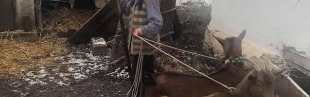 Posle gubitka u poplavama, baki na poklon dve koze