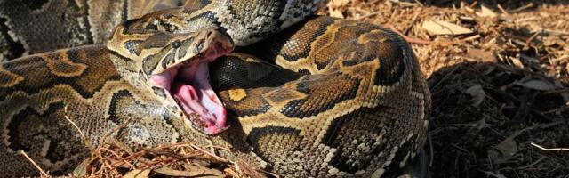 Zmije se plaše jedino ovoga: Samo ga stavite u dvorište, pobeći će glavom bez obzira