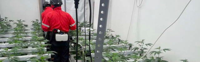 U stanovima na Zvezdari otkrivene dve laboratorije za proizvodnju marihuane, uhapšena jedna osoba