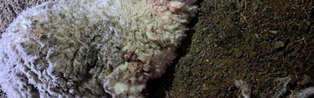 Пси луталице у селу Сврачково заклали пет оваца и пет јагањаца