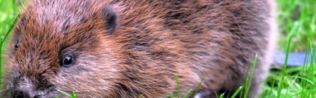 Posle 400 godina životinje izvele neverovaran poduhvat!