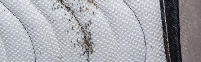 Najezda stenica: Kako izgledaju i šta ako su u kući?