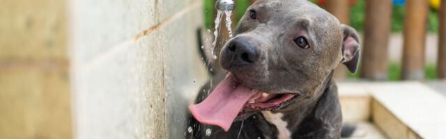 Zbog NOVOG PROBLEMA sa zdravljem kućnih pasa pretrage na Guglu prošlog meseca porasle za 144 posto!