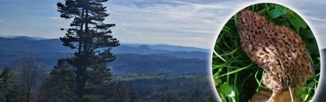 Retka pečurka nikla kao nikad: Kilogram suvih do 100 evra!