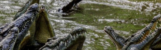DRAMA U ZAPADNOM KEJPU! Pobegli krokodili sa farme, vlasti pokrenule potragu!