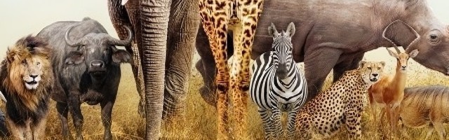 Promena tona, svetlosni signali ili određeni zvukovi: Kako većina životinja komunicira!