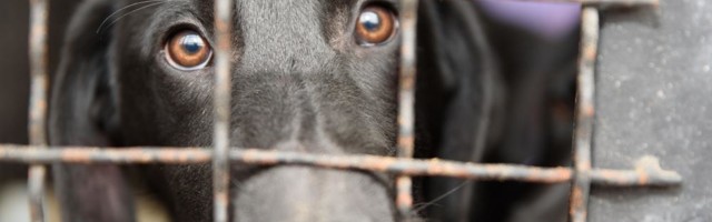 Udruženja pokrenula kampanju protiv najavljenog azila za pse, iz Grada Niša kažu prihvatilište još samo ideja