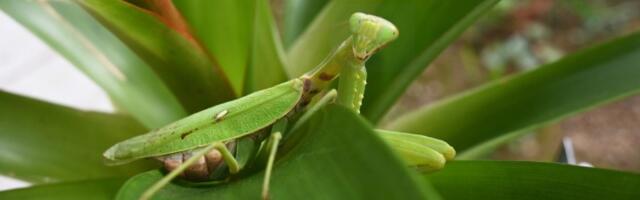 Kada vam u kuću uđe bogomoljka, to znači samo jedno: Nosi VAŽNU PORUKU