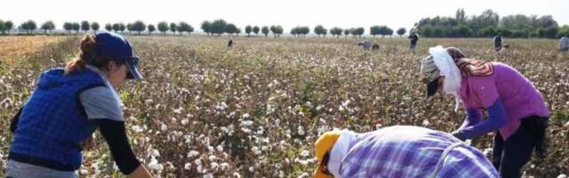 Prisilni rad na poljima pamuka u Centralnoj Aziji poremetio rad škola i bolnica