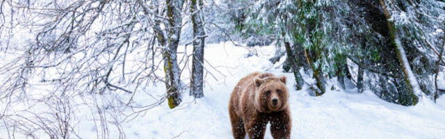 HOROR NA PEŠAČKOJ STAZI, MEDVED NAPAO ĐAKE NA EKSKURZIJI! 11 povređeno, nastavnik TEŠKO ranjen!