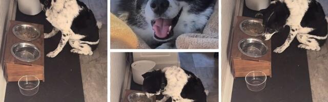 Pokušajte da ostanete pribrani dok ga gledate: Slepi pas dijabetičar pokušava da pronađe hranu