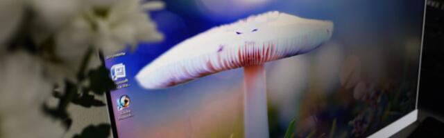 Računari od pečuraka više nisu naučna fantastika: Naučnici ih već koriste kao memoriju