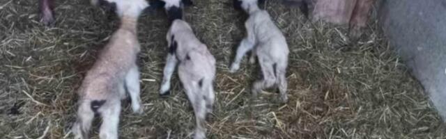 Fenomen u štali Slavka Stojanovića! Najlepša fotografija danas: Kod Valjeva se desilo nešto što se retko viđa