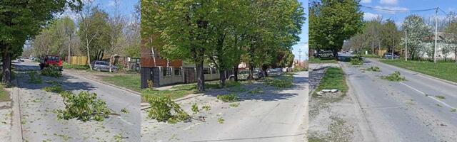 Neočekivana prepreka: Vozači zaobilaze granje na kolovozu