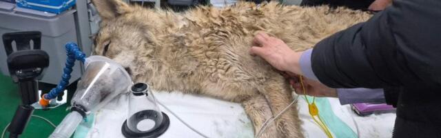 Pronađen odbegli vuk u Južnoj Koreji posle devet dana potrage