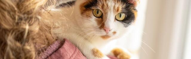 Mačke kriju bol, ali njihov posip otkriva sve: Veterinar upozorio vlasnike koja su ČETIRI ZNAKA za uzbunu
