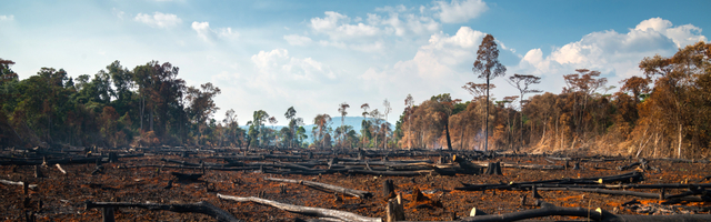 Afrika je jedini kontinent na kojem se ubrzava nestajanje šuma