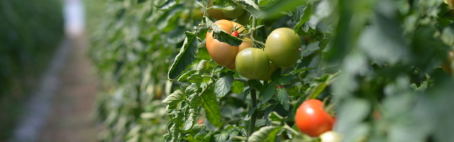 Sa lokalnih njiva do rafova velikih supermarketa