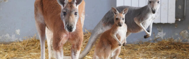 TRAGEDIJA U ZOO-VRTU: Ušao u kavez sa kengurima kako bi se "zabavio" pa završio PREBIJEN DO SMRTI
