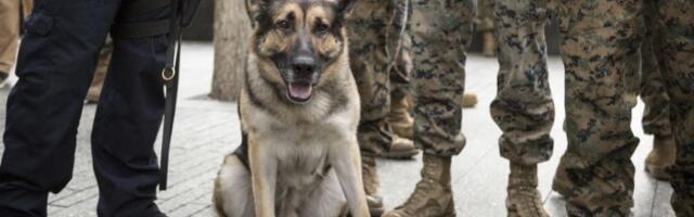 U Srbiji ih prodaju "rashodovane" za 500 dinara, a ovako Nemci tretiraju ostarele vojne pse