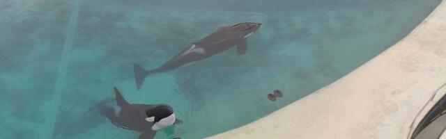 'Svedočim li smrti u samoći?': Orke zatočene u napuštenom parku za morske životinje