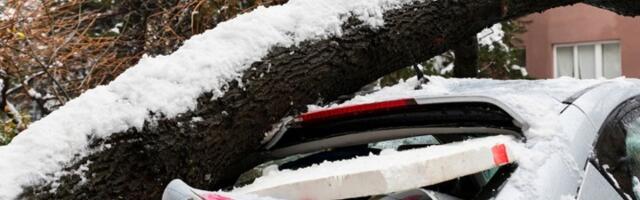 Stablo palo na ženu i UBILO JE: Užas u Sarajevu