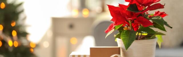 Božićna zvezda je kraljica praznika: Evo gde treba da je držite u KUĆI - privlači sreću i blagostanje