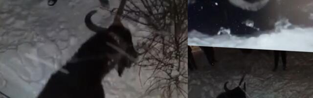 VOZ PREGAZIO BIVOLA NA PRUZI KOD NOVOG SADA, A ONDA JE USLEDILO ČUDO Meštani odmah dotrčali, ali ih je prizor PRENERAZIO! "Ovo se desilo samo zbog jedne stvari"