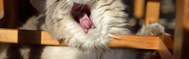 Prikupljanje hrane za napuštene pse i mačke u subotu na dva mesta u Novom Sadu