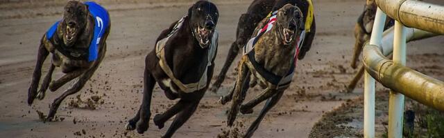 Vels i Škotska zabranjuju trke hrtova