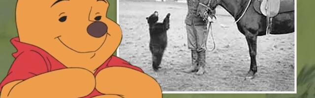 Medvedica Vinipeg, inspiracija Vinija Pua, bila je toliko pitoma da su deca ulazila u njen kavez u zoo-vrtu