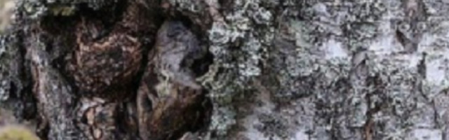 Spasava "živu glavu": Kinezi poludeli za sibirskom gljivom besmrtnosti