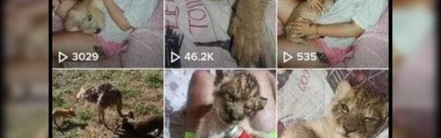 ONA JE VLASNICA LAVIĆA PRONAĐENOG NA PUTU KOD SUBOTICE? Izvesna Slavujka se hvalila egzotičnom životinjom, pa zbrisala sa društvenih mreža!