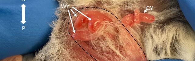 Ovo je snimljeno PRVI PUT! Neverovatan put stvorenja veličine zrne pirinča od porođajnog kanala do torbe