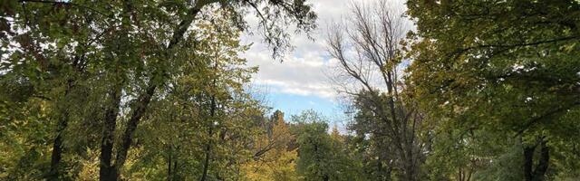 Zašto se seku stabla u Karađorđevom parku? Grad objasnio šta se zapravo dešava