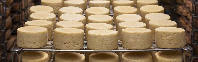 Holandski sir proglašen najboljim na svetu